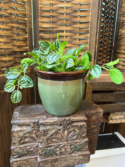 Light Green and Brown Plant Pot